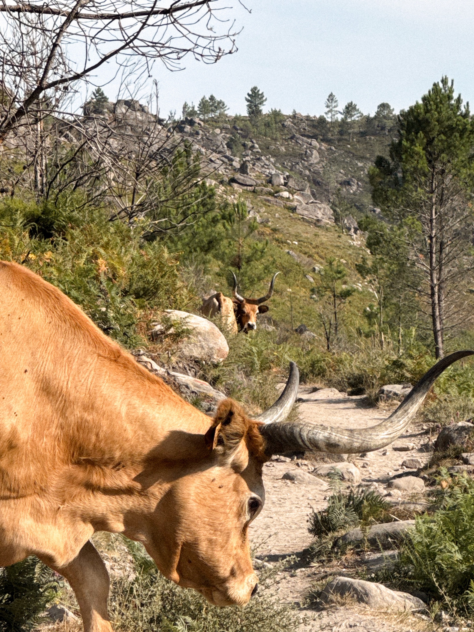 Trás-os-Montes
